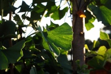 Sunlight behind fan shaped leaves