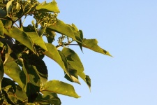 Sunlight on japanese raisin tree