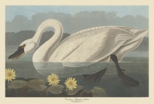 Impressão de arte antiga de cisne