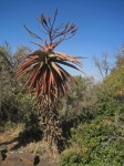 Tall Aloe Plant In A Park