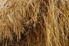 Tekstura wiszących suchych traw