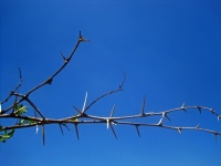 Thorn Tree Branches Against Sky