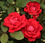 Drei rote Rosen Nahaufnahme