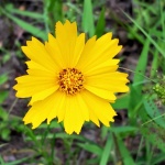Tickseed Wildflower Close-up