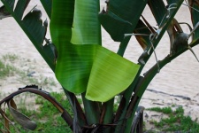 Torn green leaf of giant strelitzia
