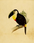 Pintura antigua de pájaro tucán