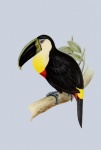 Toucan fågel vintage målning