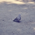 Dove on the ground