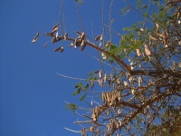 Tree with dry seed pods