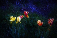 Tulipany w nocy 2