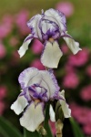 Two Purple And White Iris Close-up