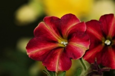 Two Red Petunia Flowers Close-up