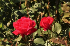 Two Red Roses on Bush