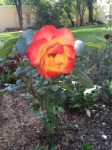 Двухцветная оранжево-желтая роза