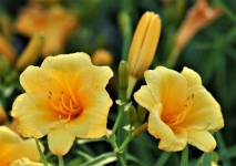 Two Yellow Daylilies And Buds