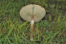 Underside of Large White Mushroom