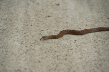 Asp毒蛇