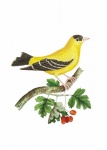 Cartaz de arte vintage de pássaro