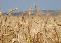 Campo de trigo con montañas