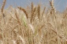 Maduración del trigo en el campo