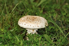 White Amanita Mushroom in Grass