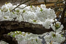 White Flowering Cherry Tree