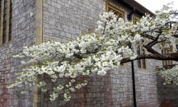 White Flowering Cherry Tree