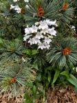 Fiori bianchi e rami di pino