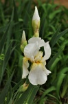 Witte irisbloem en toppen