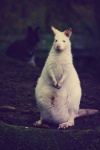 Biały kangur