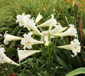 White Lilies Close-up