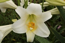 White Lily And Rain Drops