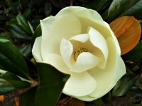 White Magnolia Flower Bud