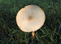 White Mushroom in Morning Sun