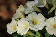 White Petunias Close-up