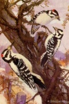 Woodpecker Vintage Bird Painting