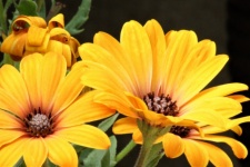 Yellow African Daisies Close-up
