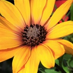 Yellow African Daisy Close-up