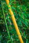 Yellow bamboo