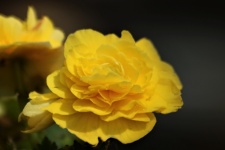 Yellow Begonia Close-up