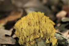 Close-up de champignons de corail jaune