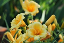 Gula Daylilies i trädgård