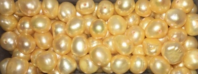 Perles d'eau douce jaunes