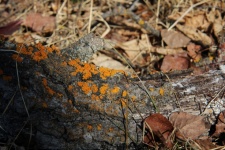 Lichen mousse jaune sur un arbre