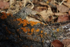 Lichen mousse jaune sur un arbre