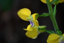 Flores de orquídea amarelas em caule ver