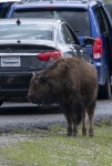 Bisonte de Yellowstone
