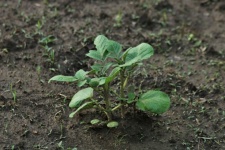 Young Potato Plant In Garden Soil