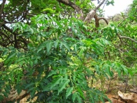 Young syringa with green leaves
