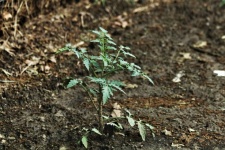 Young Tomato Plant in Garden
